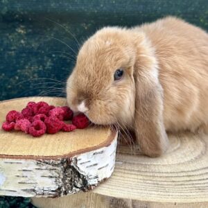 Friandises - Framboises lyophilisées