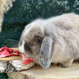 Friandises - fraises séchées