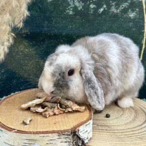 Chips de topinambour