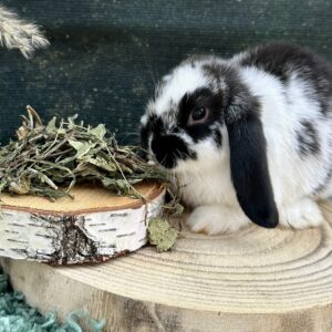 Friandises - feuilles de pissenlit