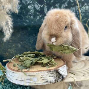 Friandises - feuilles de mûrier