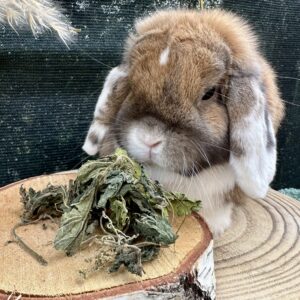 Friandises - feuilles d’orties