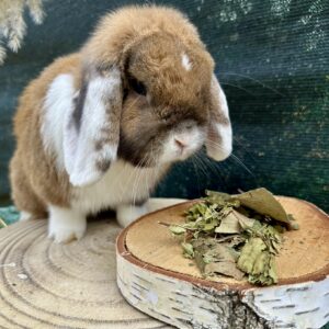 Friandises - feuilles de noisetier