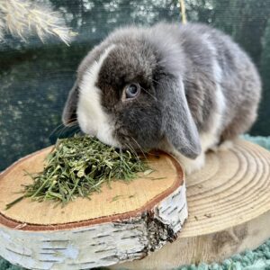 Friandises - Tiges d’aneth