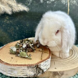 Friandises - Feuilles de framboisier