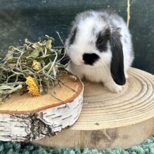 Mélange herbes séchées Confort Respiratoire