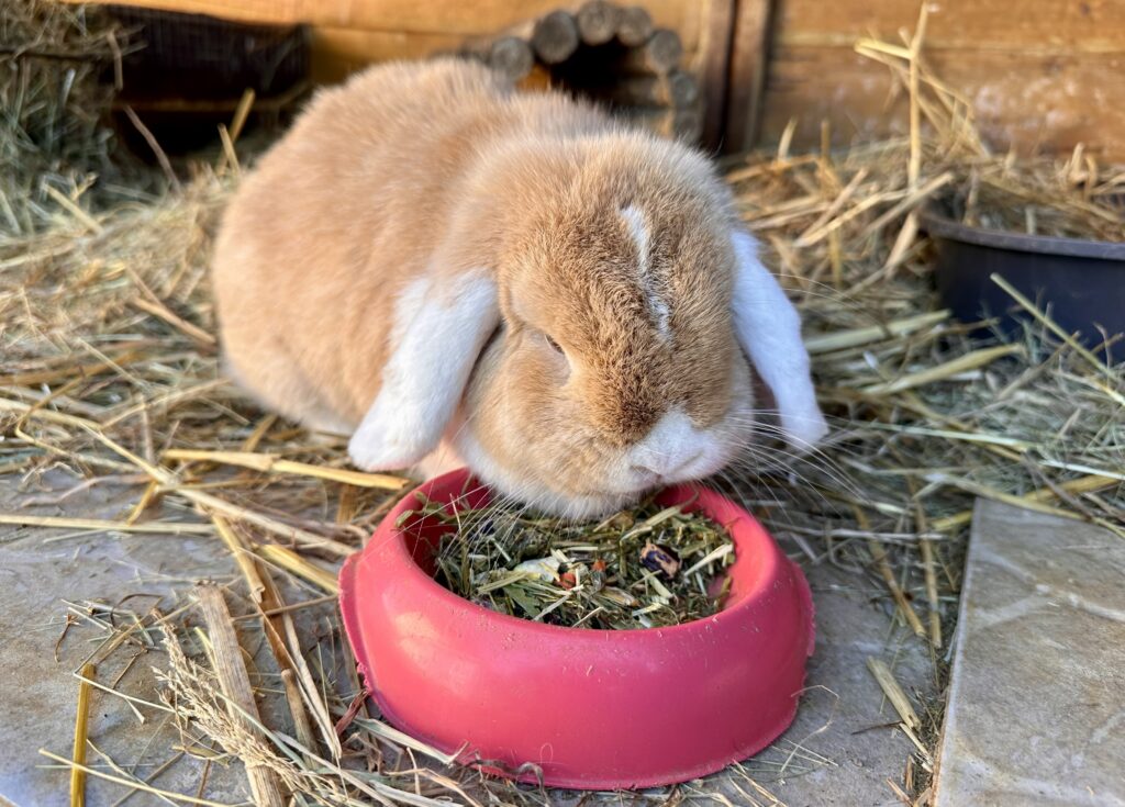 Mélange d'herbes séchées