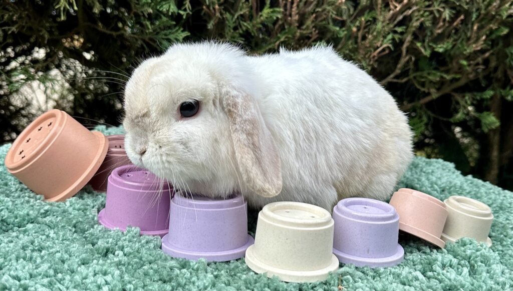 Jouets & Equipements