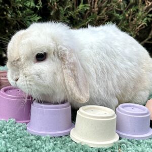 Ensemble de 8 Gobelets Empilables – Jeu Ludique pour Lapin