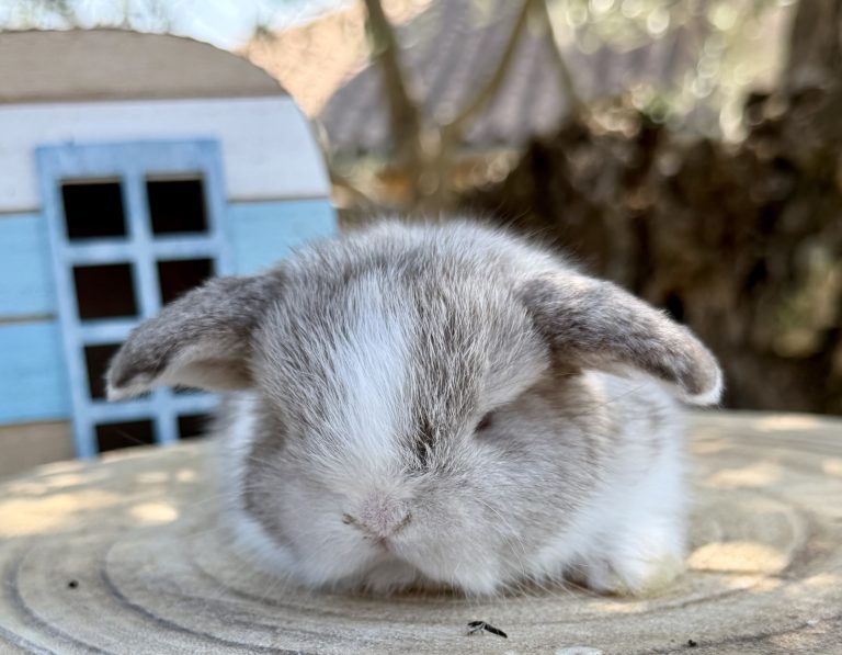 L’encéphalitozoonose chez le lapin : comprendre cette maladie invisible